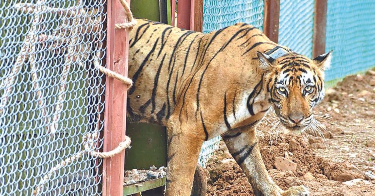 T-102 shifted to Ramgarh Vishdhari Tiger Reserve